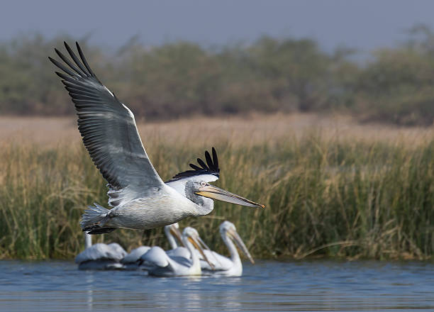 istock Pelican in Majestic Flight 513495152