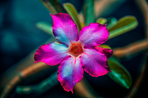 closeup of the colorful flower