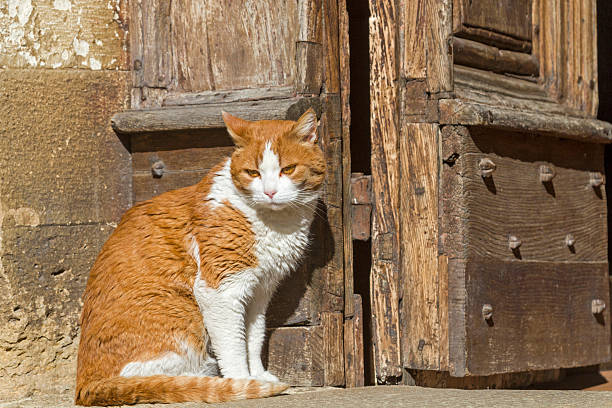 istock Cat in front of church door 513495434