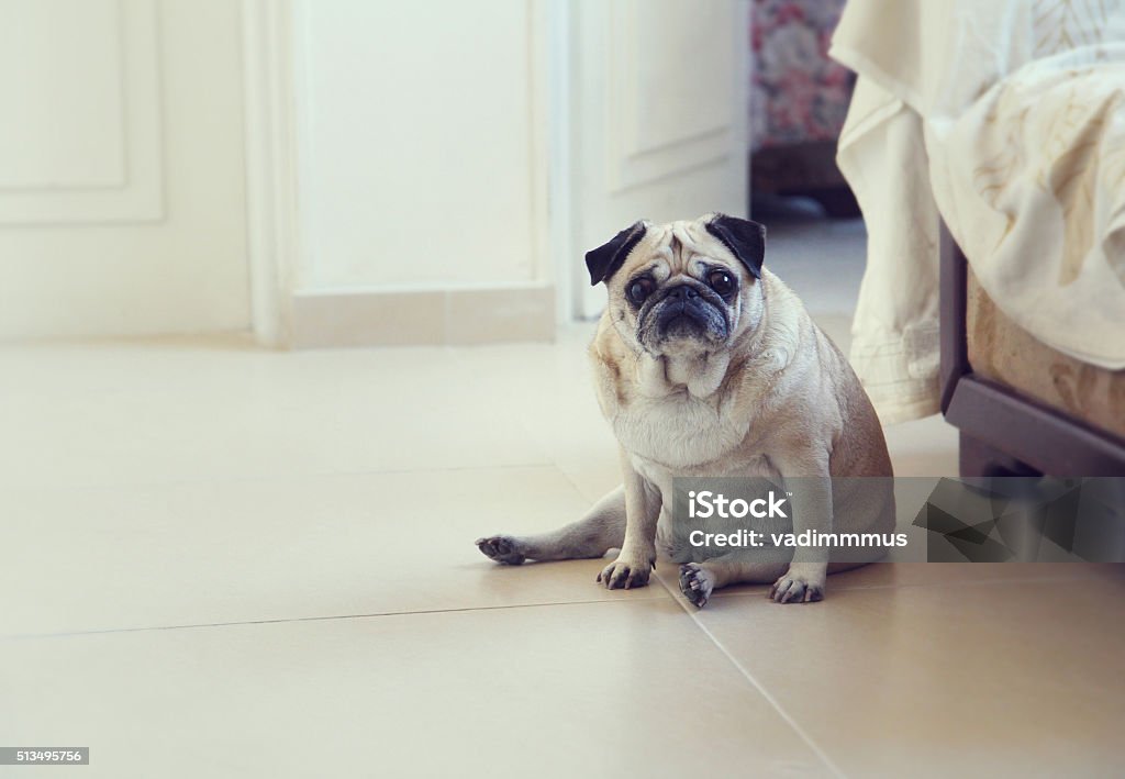 Pug dog Funny pug dog sitting on a flor posing  Dog Stock Photo