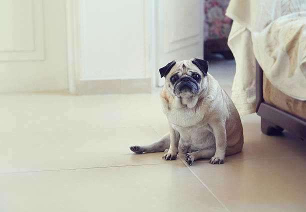Pug dog Funny pug dog sitting on a flor posing  pug stock pictures, royalty-free photos & images