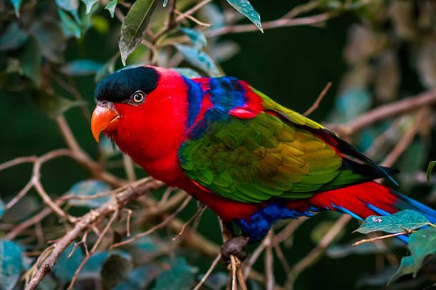 porträt von einem einzigen tricolor papagei, lorius eigentliche papageien - rotlori stock-fotos und bilder