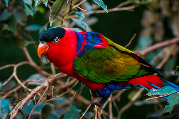 retrato de un único lorius loro tricolor, lori - lorif fotografías e imágenes de stock