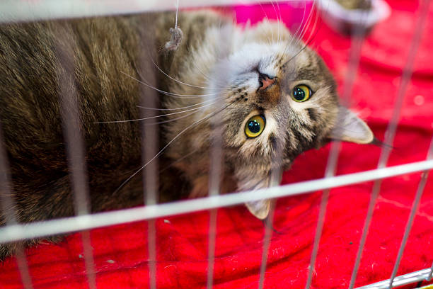 Cat looking up through the bars of his cage