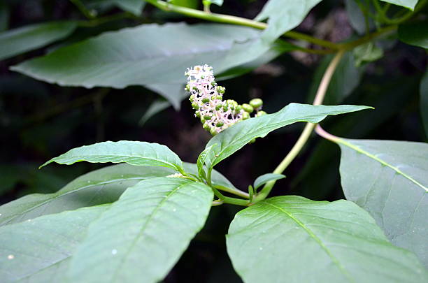 istock small white flowers in the garden 513499048