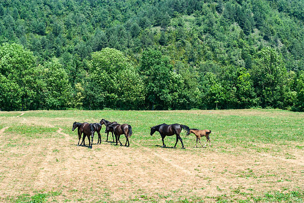 Arabian horses in a ranch of Catalunya (Spain)