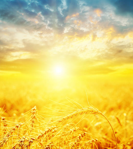 istock good sunset and golden harvest 513499451