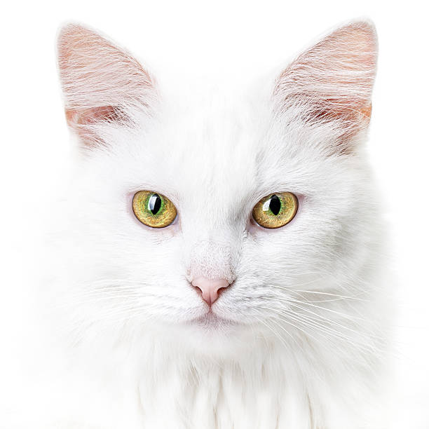 istock Portrait of a young white cat 513500889