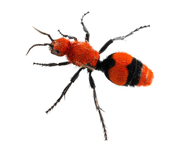 Cow Killer or Velvet ant in isolated macro Isolated macro photo of cow killer or Velvet ant, that is actually a wingless wasp but has a very painful sting red wasp stock pictures, royalty-free photos & images