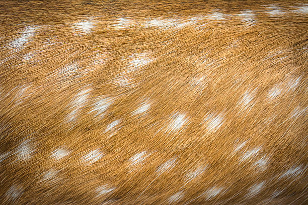 istock Close up shot of a deer fur background image 513502733