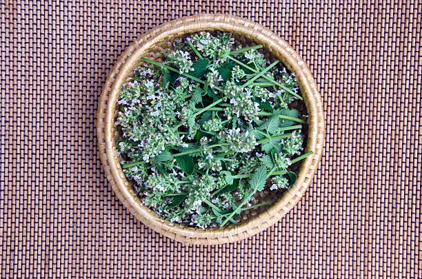 fresh medical herb balm lemon-balm in wicker plate basket