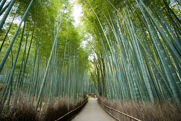 대나무 숲, 교토부 일본 - footpath single lane road bamboo bamboo shoot 뉴스 사진 이미지