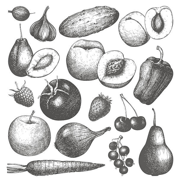 ilustrações, clipart, desenhos animados e ícones de vector coleção de tinta de desenho à mão, legumes, frutas e frutas vermelhas - dieting juice carrot tomato