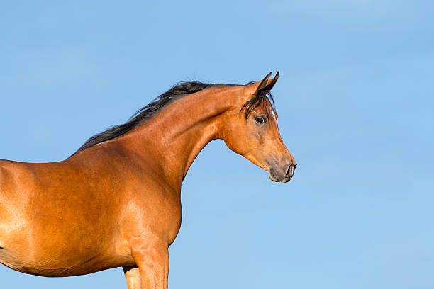 Horses ears peeping up