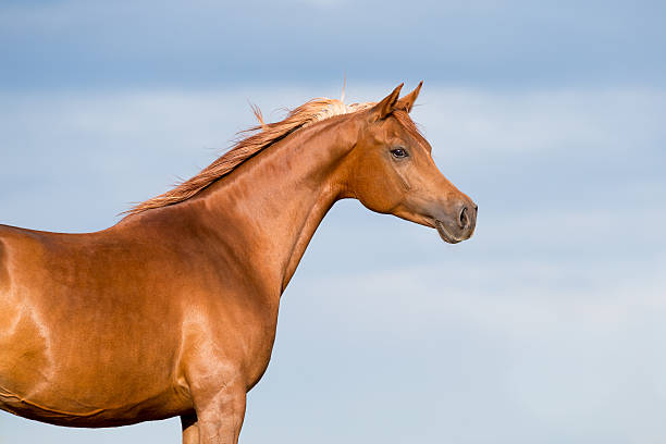 chestnut tête de cheval sur ciel bleu avec des nuages. - horse animal head animal sky photos et images de collection