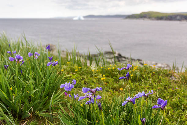istock blue flag irises at Goose Cove 513530277