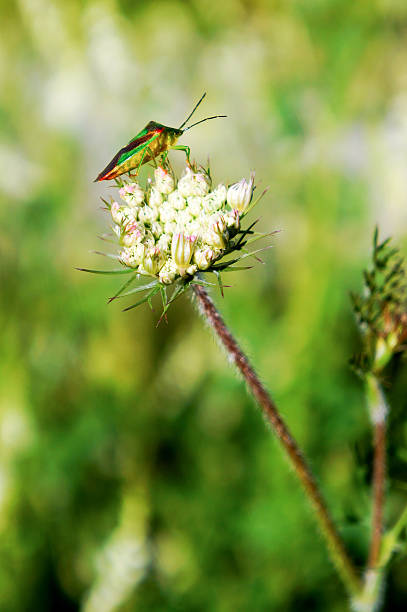 Natura Szczegóły-Beetle na kwiat – zdjęcie