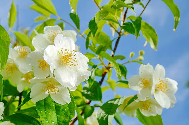 jasmine - cross procesed fotografías e imágenes de stock