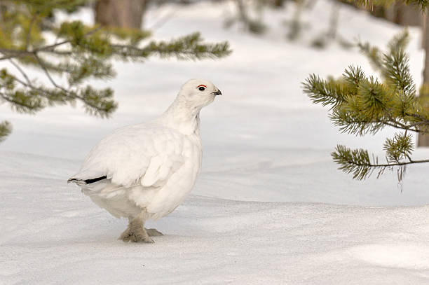wierzba głuszców/pardwa lub czerwony głuszców w śniegu (lagopus lagopus - pheasant hunting feather game shooting zdjęcia i obrazy z banku zdjęć