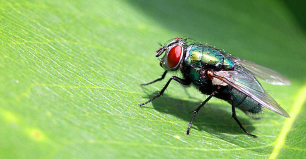Fly Fly on a green leaf. compound eye photos stock pictures, royalty-free photos & images