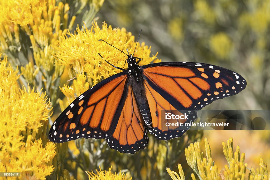 Colorful monarch butterfly Denver Colorado A beautiful monarch butterfly takes in nectar from a flowering rabbitbrush in the Rocky Mountain Arsenal National Wildlife Refuge in Denver, Colorado. Monarch Butterfly Stock Photo