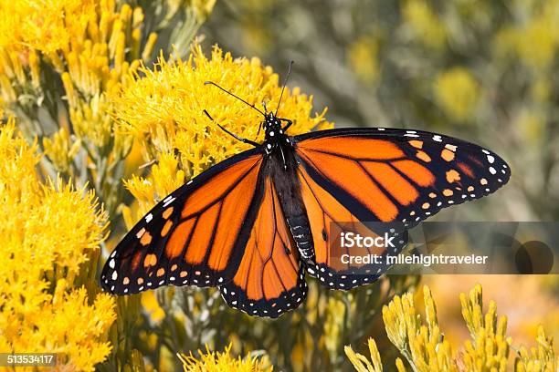 Colorful Monarch Butterfly Denver Colorado Stock Photo - Download Image Now - Monarch Butterfly, Rabbit Brush, Animals In The Wild