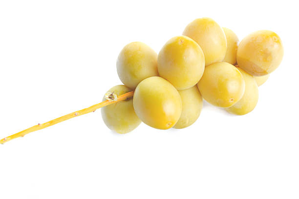 freshly harvested branch with dates stock photo