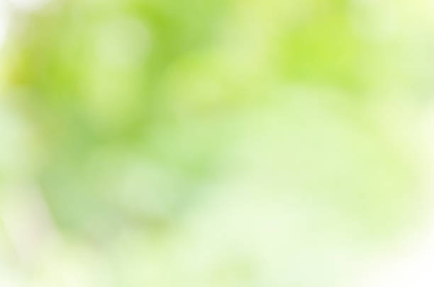 istock Beautiful bokeh green background from the nature 513534422