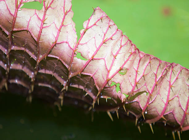 istock curved edge of a leaf Victoria amazonica,  regia. 513534612