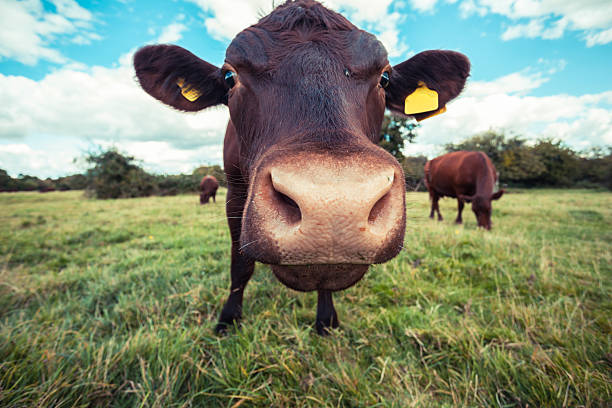 istock Close up of a cow standing in a field 513534699