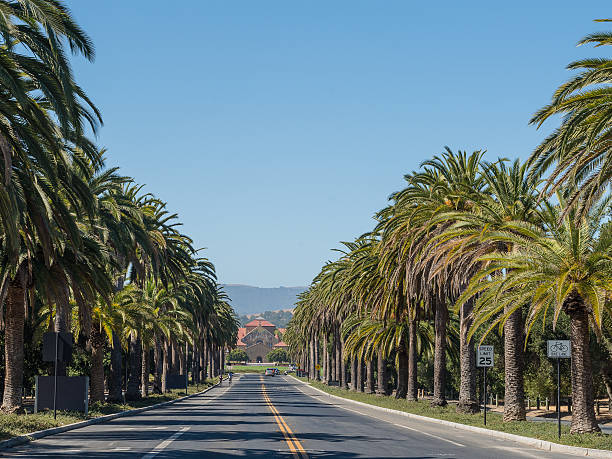 Palm Drive Palm drive leads to the oval and the main quadrangle of Stanford University. stanford university photos stock pictures, royalty-free photos & images