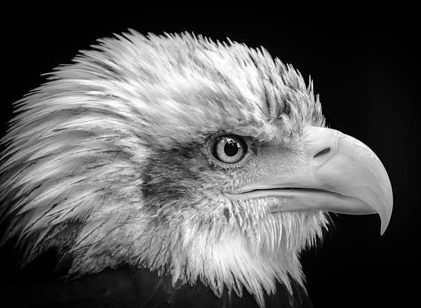 istock Portrait of a Bald Eagle 513535160