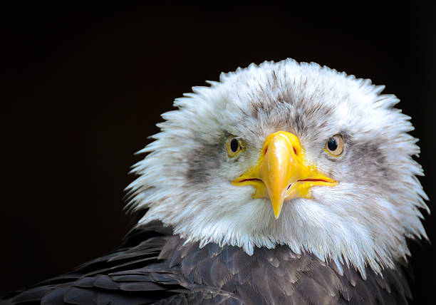 istock Portrait of a Bald Eagle 513535198