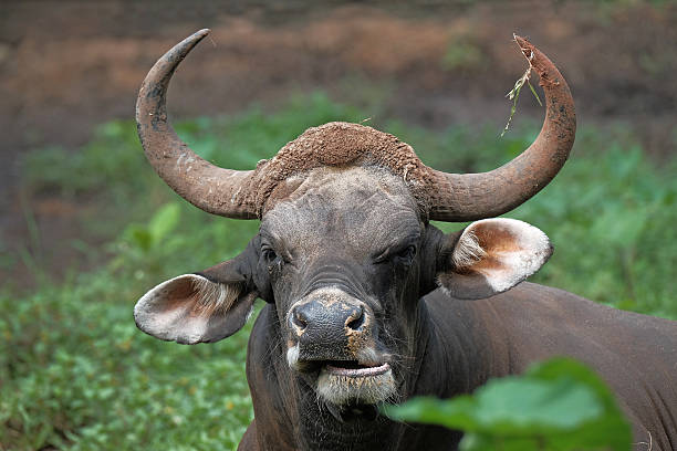 Bull Java 1,300+ Javanicus Stock Photos, Pictures & Royalty-Free Images - iStock