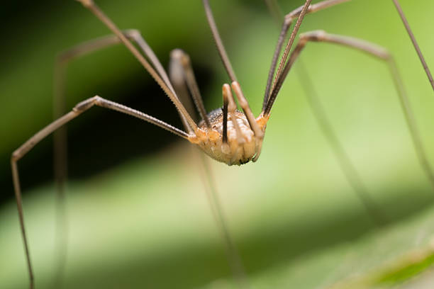 harvestman, phalangium опилио - phalangium стоковые фото и изображения