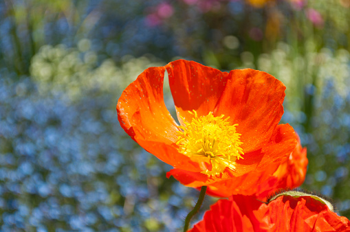 red poppy blossom, in front of blue flowers