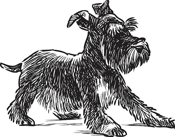 schnauzer puppy Vector drawing of a playful little terrier. schnauzer stock illustrations