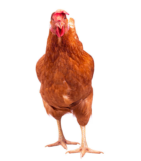 istock brown chicken hen standing isolated white 513536784