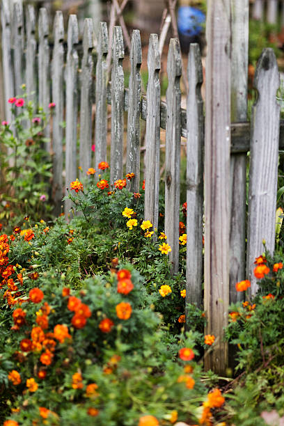 istock Picket Fence with Flowers 513537148