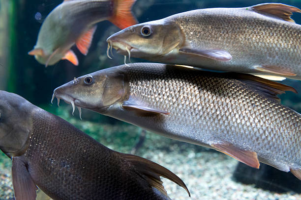 istock fish(common) barbel [Barbus barbus] 513537846