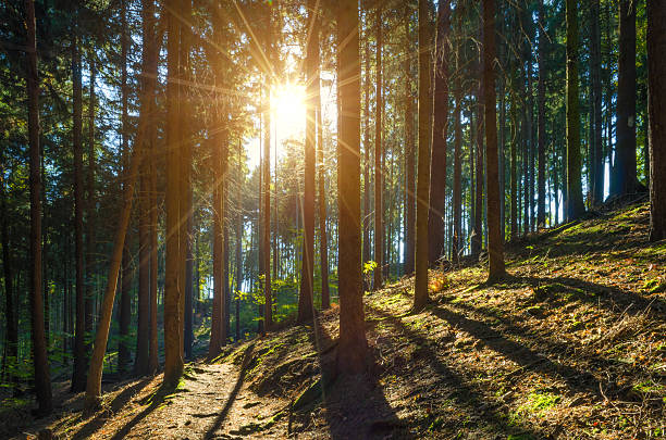 istock pine forest in autumn with rays of sunlight 513538248