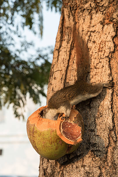 istock Squirrel eating coconut on a tree trunk at dusk 513538290