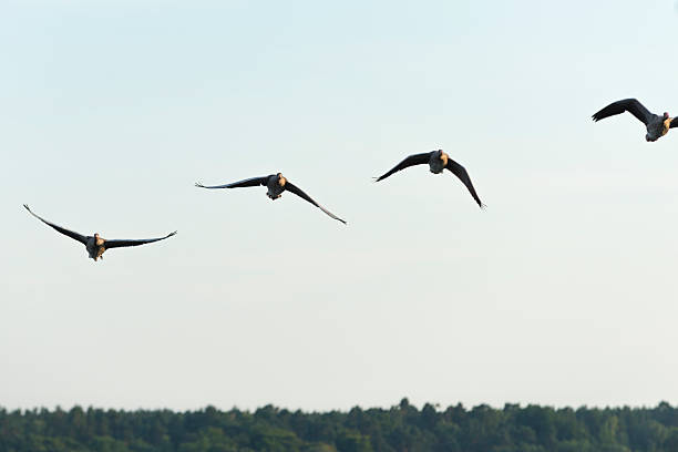 istock graylag goose [Am.] [Anser anser] flying 513539476