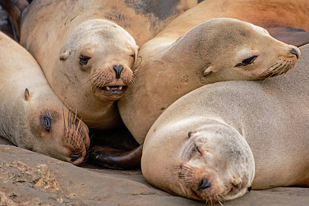 istock Sea Lions at Rest 513539594