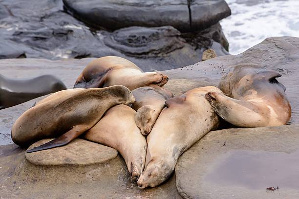 istock Let Sea Lions Sleep 513540174