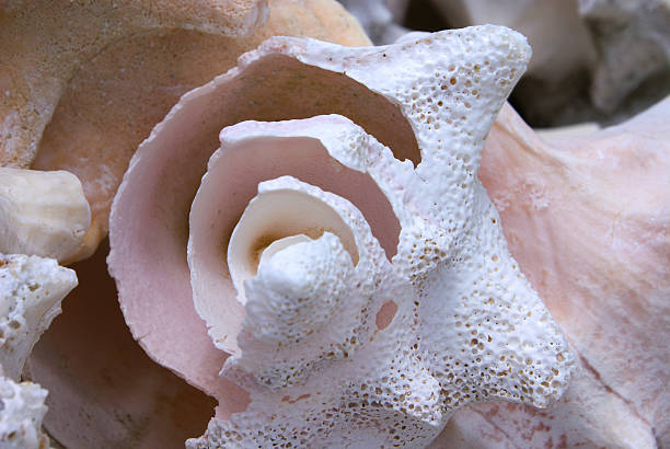 seashell close up stock photo