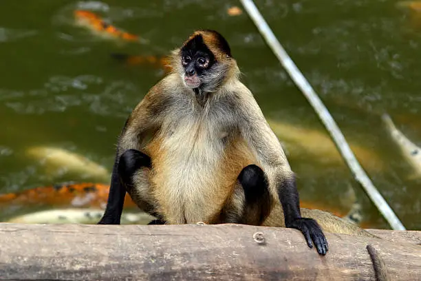 27 February 2016 Geoffrey's spider monkey (Ateles Geoffrey - Geoffroy's spider monkey, also known as the black-handed spider monkey, is a species of spider monkey, from Central America.