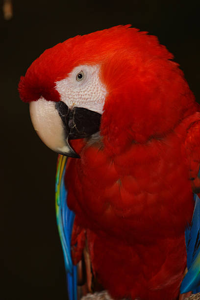 Green Winged Macaw Red-and-green macaw  The green-winged macaw, also known as the red-and-green macaw, is a large mostly-red macaw of the Ara genus. This is the largest of the Ara genus, living in the forests South America. mccaws stock pictures, royalty-free photos & images