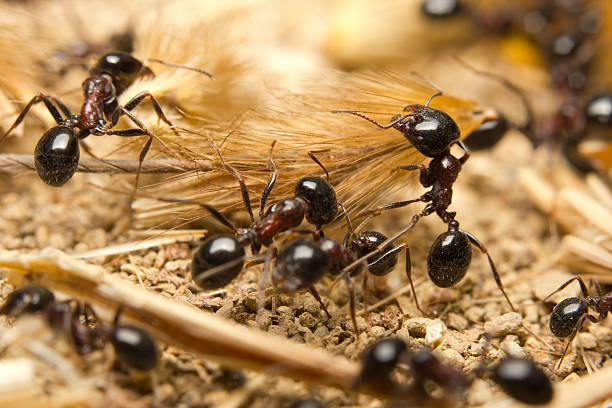 macro de negro hormigas trabajador - niger fotografías e imágenes de stock