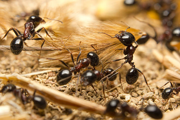 Macro of Black worker ants Black worker ants dragging vegetation to the colony niger stock pictures, royalty-free photos & images
